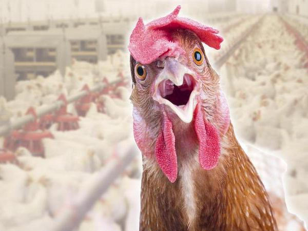 Кременчужан предупреждают от покупки мяса птицы из рук