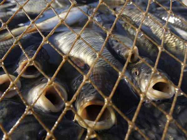 На Кременчугском водохранилище полиция задержала браконьеров с 134 кг рыбы