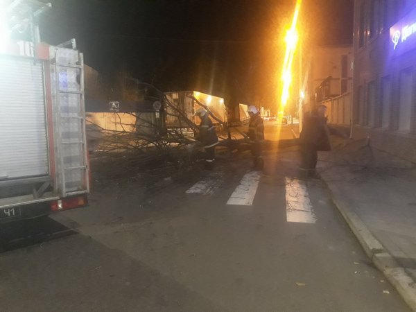В Кременчуге упавшее дерево парализовало движение