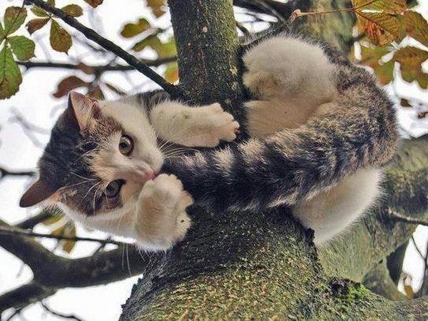 В Кременчуге чрезвычайники спасли кота, который сутки просидел на дереве