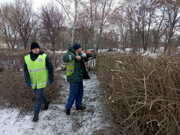 В Кременчуге продолжается работа по омоложению зеленых насаждений
