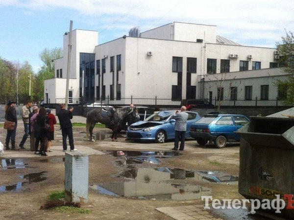 Лошадь на автомобиль или автомобиль на лошадь? - В Кременчуге проводили следственный эксперимент