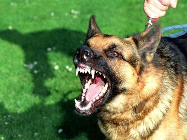В Кременчуге собака покусала ребенка
