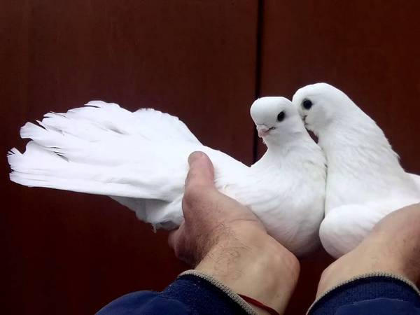 В Кременчуге пройдет выставка «Крюковские голуби мира»