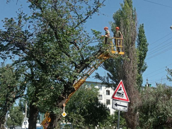 В Кременчуге проводят санитарную обрезку деревьев