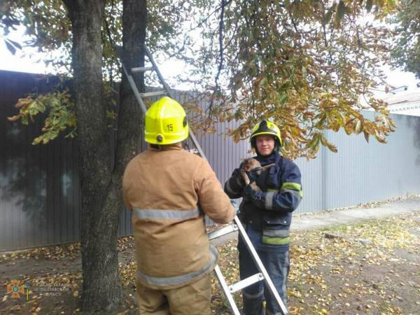 Кременчугские спасатели провели операцию по снятию кота с дерева