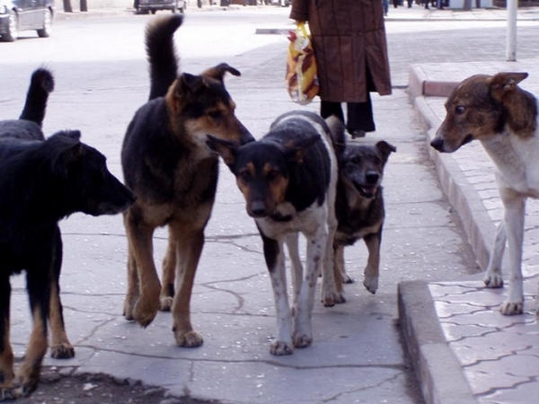 Возле Третьего Занасыпа 16-летнюю кременчужанку покусали бездомные собаки