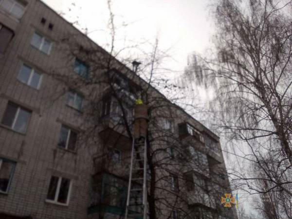 Кременчугские спасатели сняли пушистика, который просидел на дереве два дня