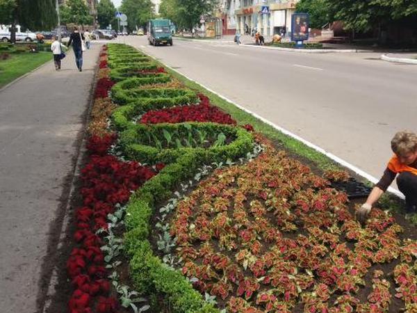 Коммунальщики продолжают озеленение Кременчуга