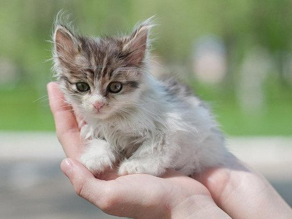 В Кременчуге займутся вопросом бездомных котов