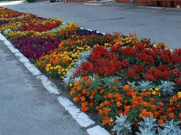 Все в дом: кременчужане воруют цветы возле кофейни