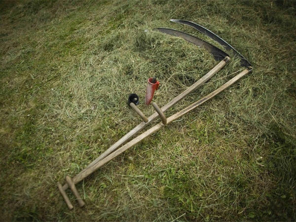В Кременчуге продолжают борьбу с карантинными растениями