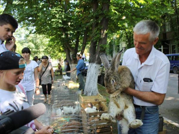 В Кременчуге прошла Всеукраинская выставка голубей и домашних питомцев «В мире животных»