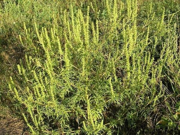 В Кременчуге за амброзию будут платить деньги, но в следующем году