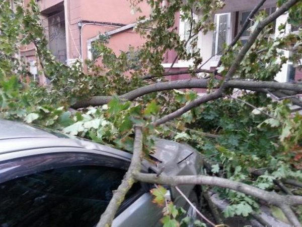 В Кременчуге владельцу автостоянки пришлось заплатить за ремонт авто от сломанной ветки