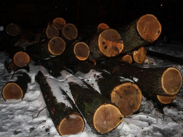 В Кременчугском районе прорубили лес на 300000 грн.
