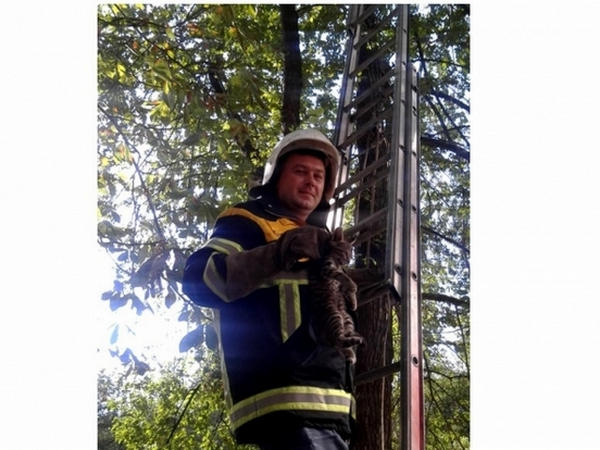 Кременчугские спасатели на выходных снимали кота с дерева
