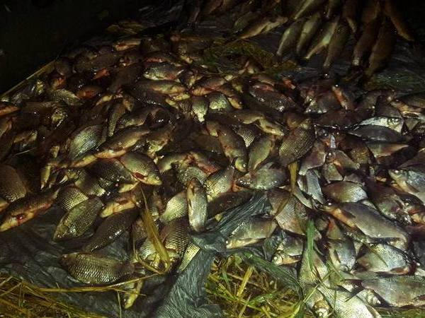 На Кременчугском водохранилище двое рыбаков наловили рыбы на 53 тысячи гривен