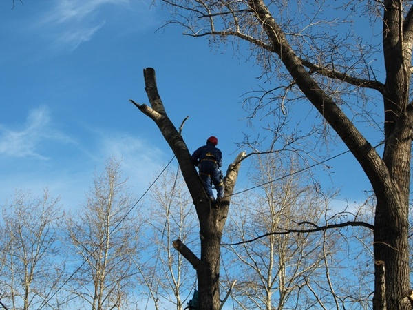 Кременчугским коммунальщикам не хватило 1,5 млн грн на ликвидацию деревьев