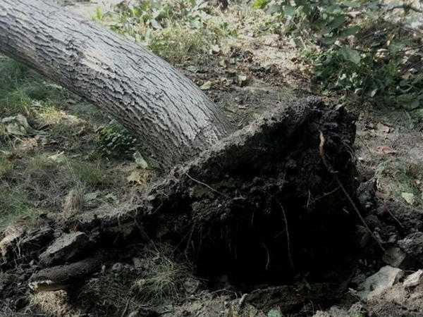 В Кременчуге некронированное дерево чуть не стало причиной аварии