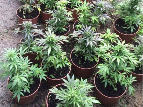 На выходных полиция Кременчуга задержала 6 наркоманов