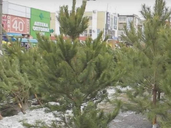 В Кременчуге купить елку можно будет с 15 декабря