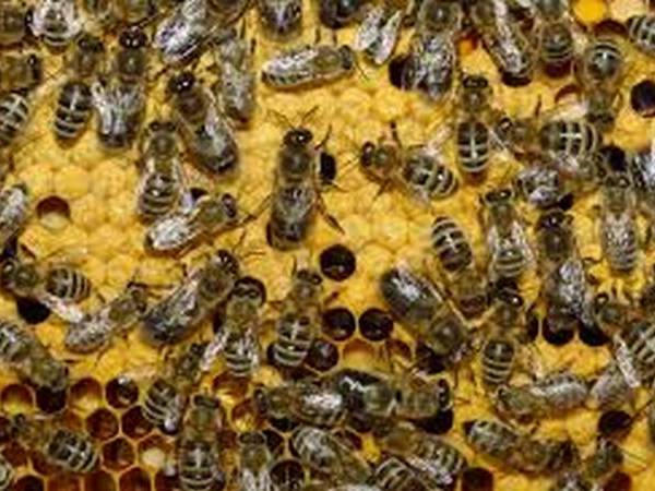 В Кременчугском районе сгорел автомобиль с 16 пчелиными ульями