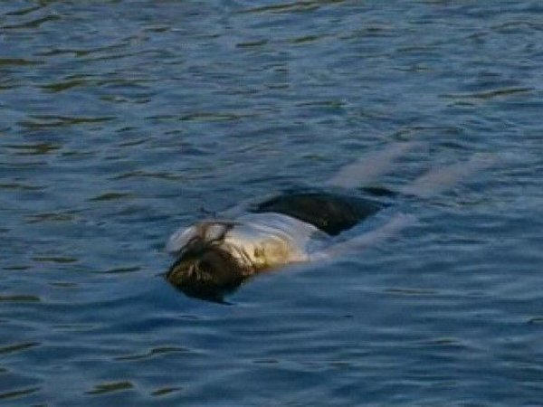Из Кременчугского водохранилища выловили труп 50-летней женщины
