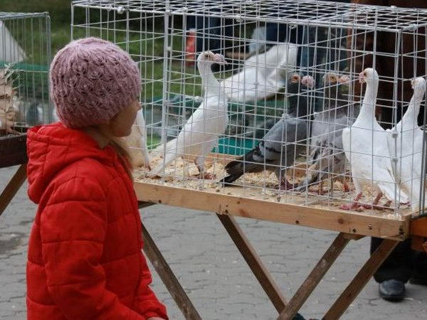 В Кременчуге состоялась выставка голубей