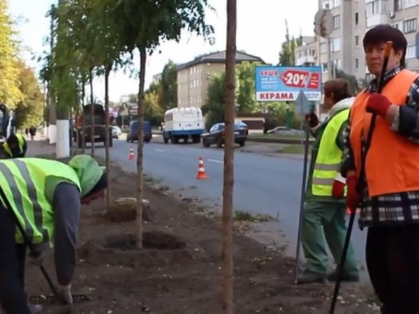 Вдоль улиц Кременчуга высаживают новые аллеи деревьев