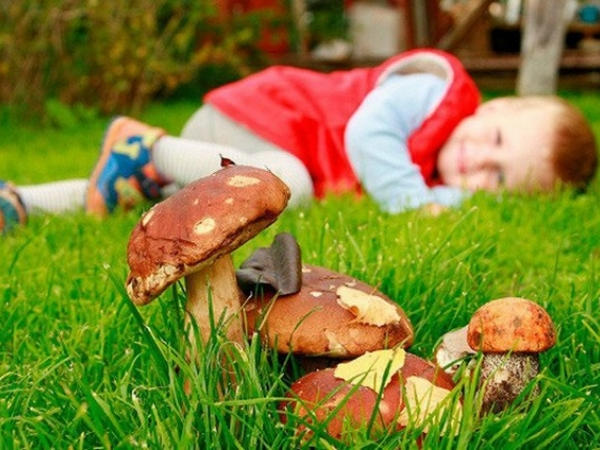 В Кременчуге ребенок отравился дикорастущими грибами