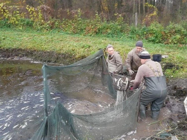Кременчугское водохранилище пополнилось мальками толстолобика и белого амура
