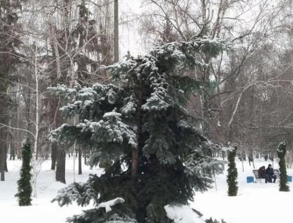 В Кременчуге неизвестные спилили елки в парке