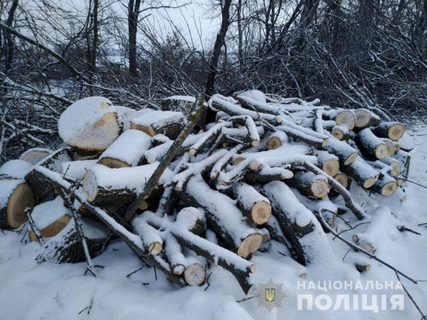 Под Кременчугом трое парней нарубили дров на полмиллиона гривен