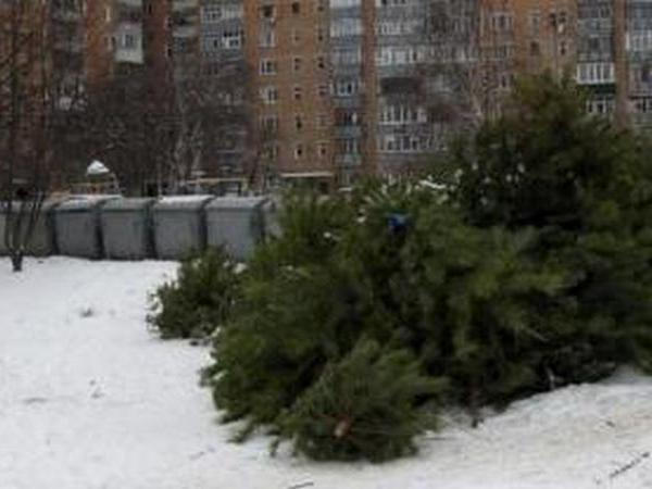 Коммунальщики просят кременчужан выбрасывать елки «правильно»