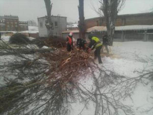 В Кременчуге продолжается оздоровление деревьев