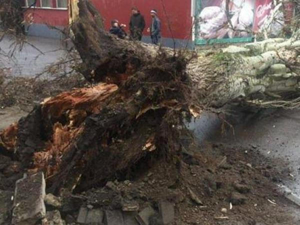 В Кременчуге за день упало сразу несколько деревьев