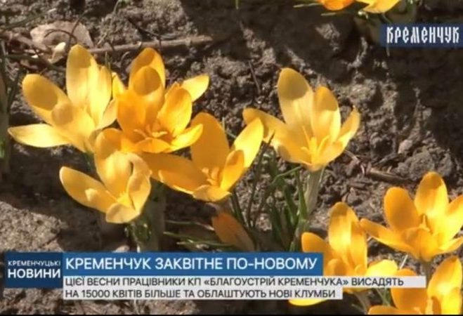 В Кременчуге высадят на 15 тысяч цветов больше