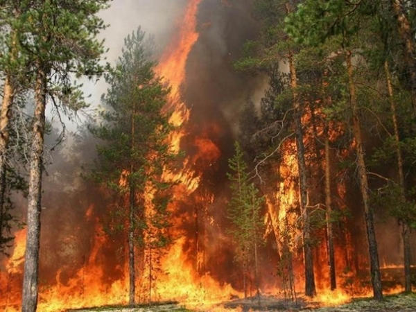 В кременчугских лесах установлены камеры, которые фиксируют возникновение пожаров