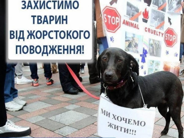 Кременчужане будут пикетировать отделение полиции против жестокого обращения с животными