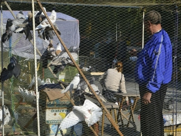В Кременчуге прошла удивительная выставка-ярмарка домашних животных