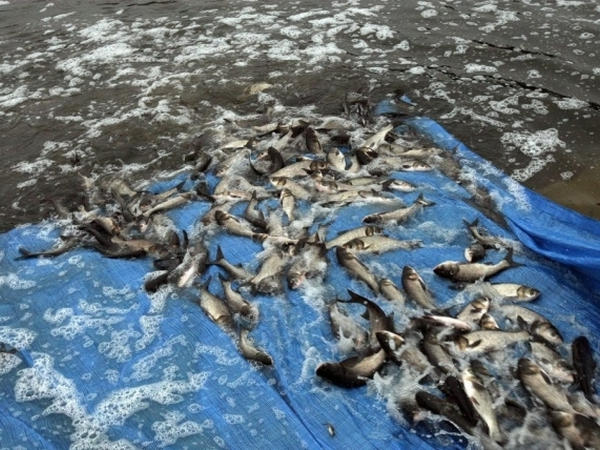 Кременчугское водохранилище пополнят 40 т малька