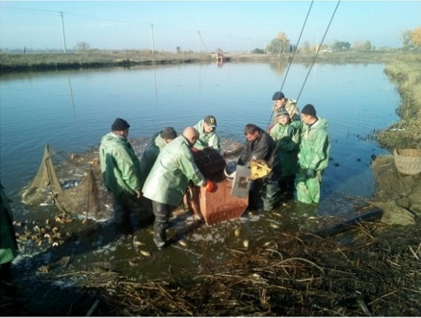 В Кременчугское водохранилище выпустили более 18 тысяч мальков рыбы