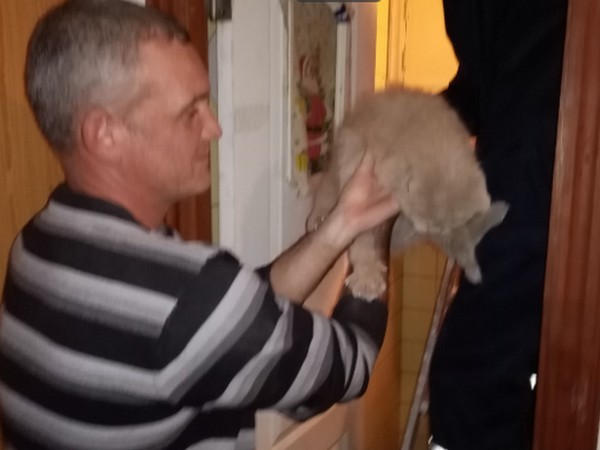 В Кременчуге сотрудники ГСЧС спасали кота из вентиляционной шахты