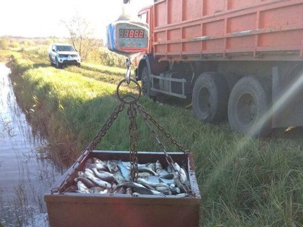 Под Кременчугом провели зарыбление сразу двух водохранилищ