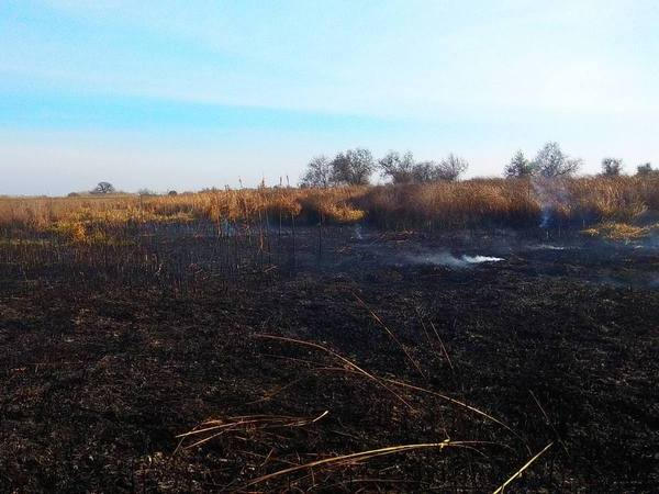 В Кременчугом районе на открытой местности горели камыш и сухая растительность