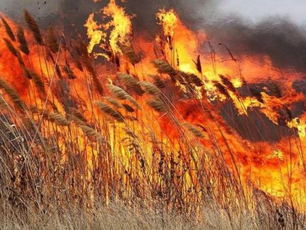 В Кременчуге горели камыш и голубятня