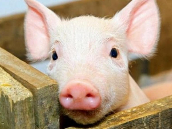 В Полтавскую область вернулась африканская чума свиней