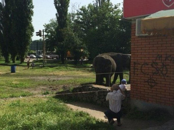 По улицам Кременчуга разгуливают слоны