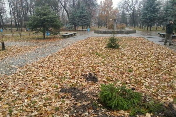 Кременчужанин начал подготовку к Новому году с вырубки елки в парке
